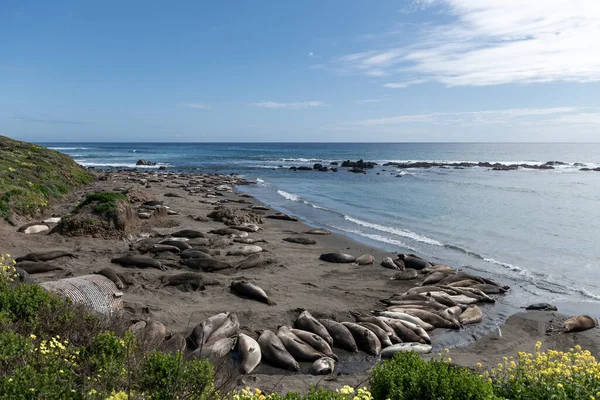 Elephant Seal Vista Point California United States West Coast Stock Image