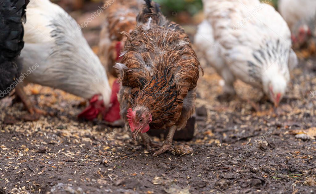 Free Range Chickens Enjoying the Afternoon and Eating Grain. Chickens ...