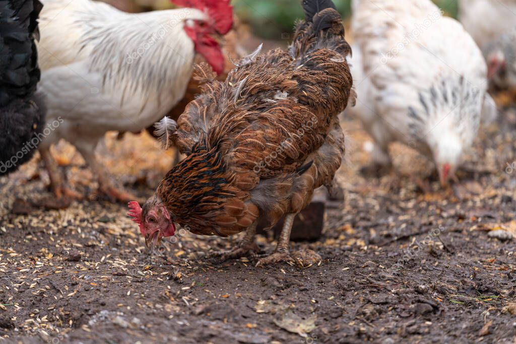 Free Range Chickens Enjoying the Afternoon and Eating Grain. Chickens