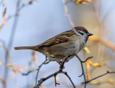 Home Sparrow Bird on the Tree Branch.