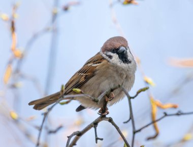 Home Sparrow Bird on the Tree Branch.