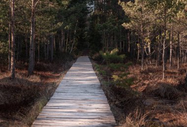 Forest wooden path walkway through wetlands. Selective focus, very shallow depth of field