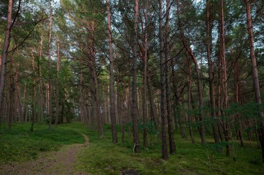Morning Sunlight in Pinewood Forest. Trail, Forest Path in Background. Beautiful Morning Landscape View. Lithuania