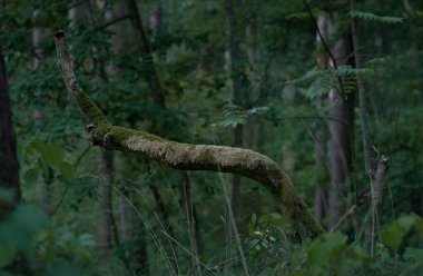 Leafy Forest in Lithuania. Pine Trees in Background. Lithuania, Europe,