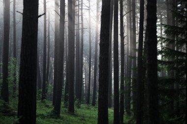 Morning Misty Sunlight in Pinewood Forest. Beautiful Morning Landscape View. Lithuania