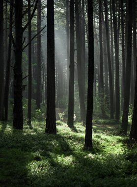 Morning Misty Sunlight in Pinewood Forest. Beautiful Morning Landscape View. Lithuania