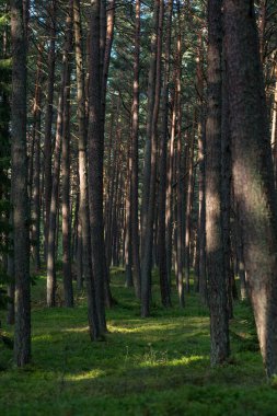 Morning Misty Sunlight in Pinewood Forest. Beautiful Morning Landscape View. Lithuania
