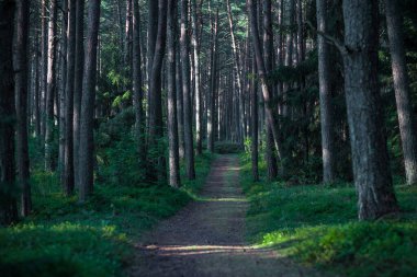 Morning Sunlight in Pinewood Forest. Trail, Forest Path in Background. Beautiful Morning Landscape View. Lithuania