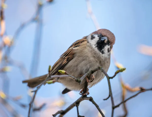 Home Sparrow Bird Tree Branch — Stock Photo, Image