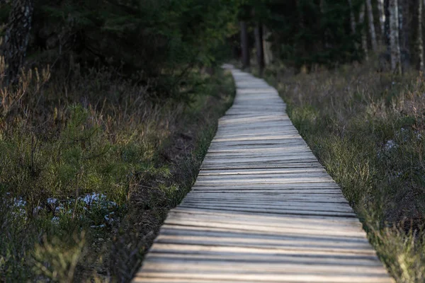 Lesní Dřevěná Pěšina Prochází Mokřinami Selektivní Zaměření Velmi Mělká Hloubka — Stock fotografie