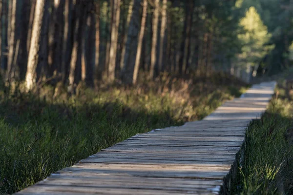 Forest Wooden Path Walkway Wetlands Selective Focus Very Shallow Depth — Stockfoto