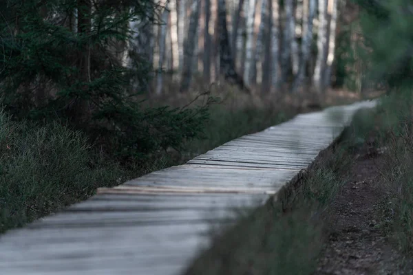 Forest Wooden Path Walkway Wetlands Selective Focus Very Shallow Depth — Foto de Stock