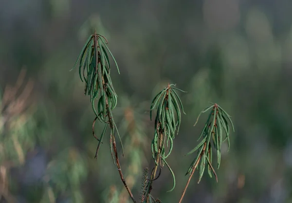 Marsh Labrador Tea Plant Forest Branch Blurry Background — Foto de Stock