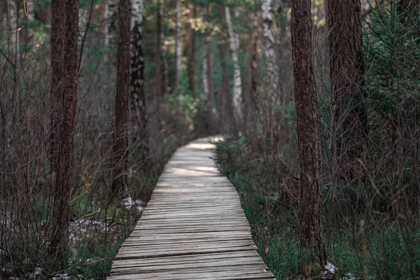 Forest Wooden Path Walkway Wetlands Selective Focus Very Shallow Depth — Foto de Stock