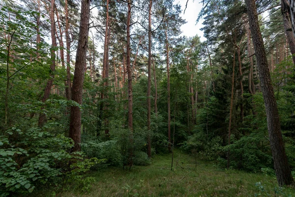 Πρωινό Φως Στο Δάσος Πάινγουντ Λιθουανία — Φωτογραφία Αρχείου