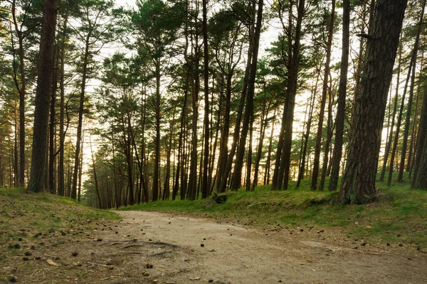Manhã Luz Sol Pinewood Forest Trail Forest Path Background Vista — Fotografia de Stock