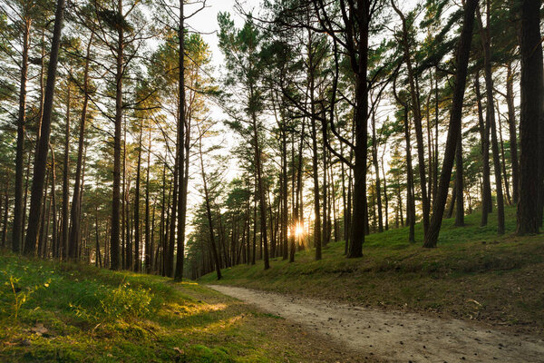 Morning Sunlight in Pinewood Forest. Trail, Forest Path in Background. Beautiful Morning Landscape View. Lithuania