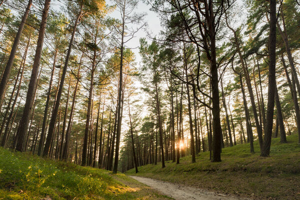 Утренний солнечный свет в Сосновом лесу. Тропа, лесной путь в фоновом режиме. Утренний пейзаж. Литва