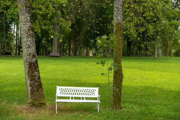 stock image White Wooden Bench in The Park. Green Grass and Trees in Background