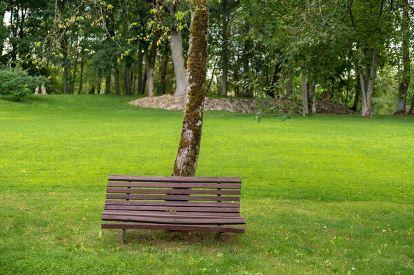 Brown Wooden Bench in The Park. Green Grass and Trees in Background