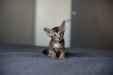 Young Oriental Cat. Home Interior. Portrait Young Cat.