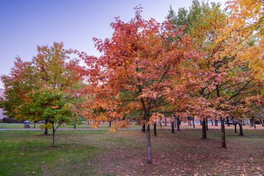 Colorful Public Park with Autumn Colors. Beautiful Autumn Nature