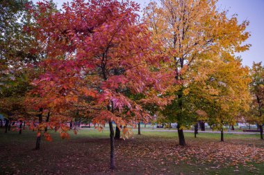 Colorful Public Park with Autumn Colors. Beautiful Autumn Nature