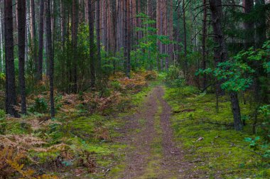 Forest with Trees and Moss in Background. Lithuania.
