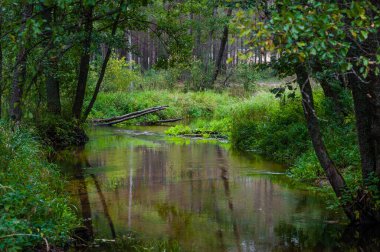 River in the Forest. Trees and Bushes Are Around. Park and Forest in Background. Lithuania.
