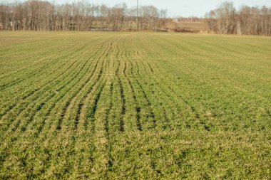 Early Spring Landscape in Lithuania with Green Grass