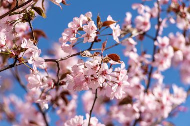 Blooming Purple Red Sakura Tree Garden in Spring. Blurry Background.