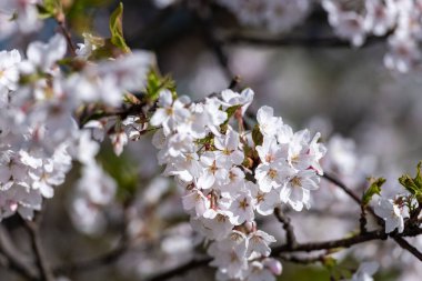 Baharda çiçek açan Mor Kırmızı Sakura Ağaç Bahçesi. Bulanık Arkaplan.