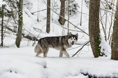 Genç Alaska Malamute Köpeği Karlı Ormanda Yürüyor.