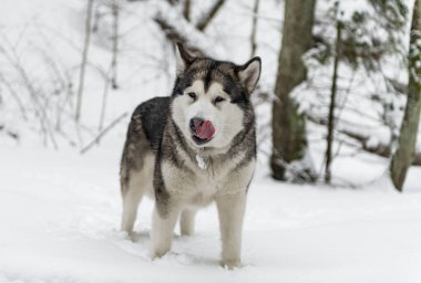 Young Alaskan Malamute Dog Standing in Snowy Forest. Portrait with Open Mouth and Tongue Out