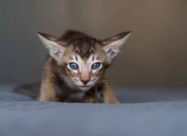Kucing Oriental Muda Rumah Dalam Negeri Cat Muda Potret — Stok Foto