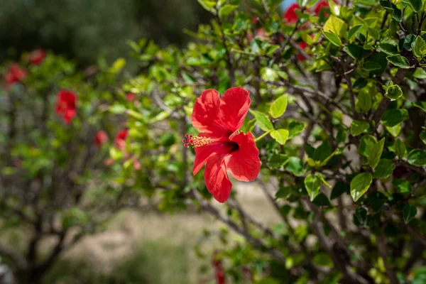 チュニジアのカルタゴにあるローマ風呂の庭のカラフルな花 ハイビスカスの赤い花チュニジア ローズモローズ — ストック写真