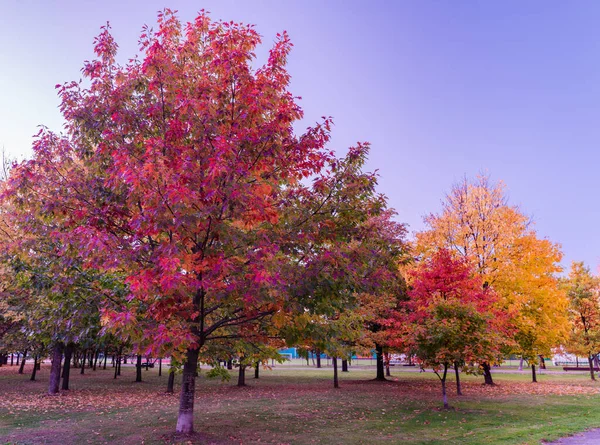 stock image Colorful Public Park with Autumn Colors. Beautiful Autumn Nature