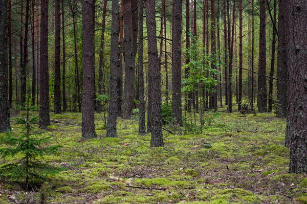 Skog Med Träd Och Mossa Bakgrunden Litauen — Stockfoto