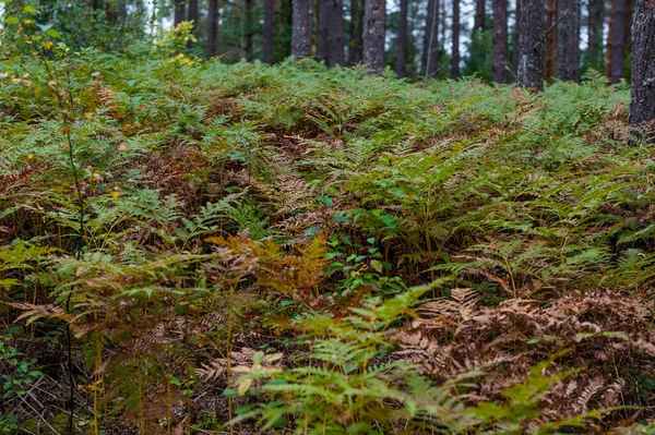 Φερν Στο Δάσος Λιθουανικό Δάσος Χρώματα Φθινοπώρου Λομαριοψιδώδη — Φωτογραφία Αρχείου