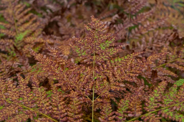 Fern Forest Lithuanian Forest Autumn Colors Lomariopsidaceae — Foto de Stock