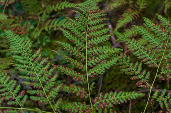 Felce Nella Foresta Foresta Lituana Colori Autunno Lomariopsidaceae — Foto Stock