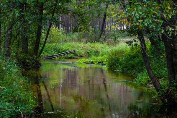 Ποταμός Στο Δάσος Δέντρα Και Θάμνοι Είναι Τριγύρω Πάρκο Και — Φωτογραφία Αρχείου