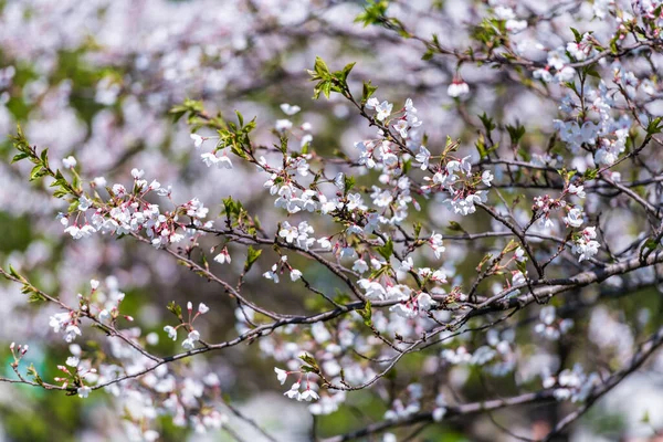 Blooming Sakura Tree Spring Lithuania Vilnius — стоковое фото