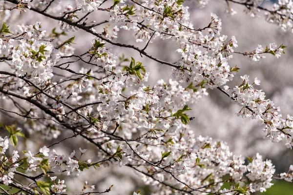 Blooming Sakura Tree Spring Blurry Background — стоковое фото