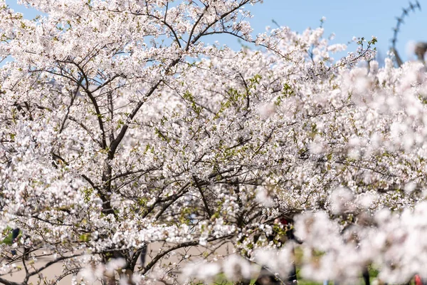 Blooming Sakura Tree Garden Spring Blurry Background — стоковое фото