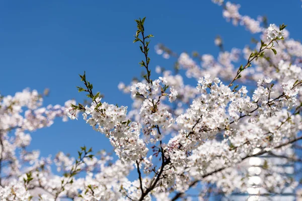 Sakura Branch Clear Blue Sky Background — стоковое фото