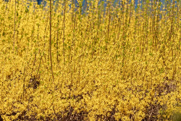 フォーシシアの花 春に咲くゴールデンベル ボーダーフォーシシア フォーシシアXインターメディア ユーロペーア — ストック写真
