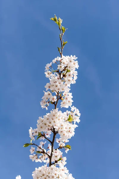 Větev Sakura Pozadí Jasné Modré Oblohy — Stock fotografie