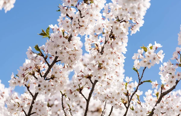 Sakura Branch Clear Blue Sky Background — Fotografia de Stock