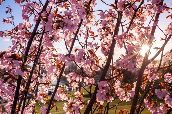 Purpurowe Czerwone Drzewo Sakura Sunset Light Rozmyte Tło — Zdjęcie stockowe